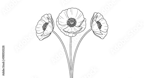 Botanical illustration of a flower with three petals and central pistil isolated on transparent background, Vector