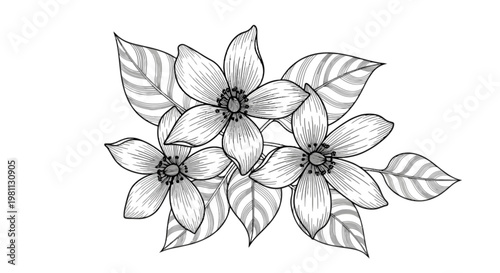 Intricate line drawing of an abstract floral arrangement with delicate petals isolated on transparent background, Vector