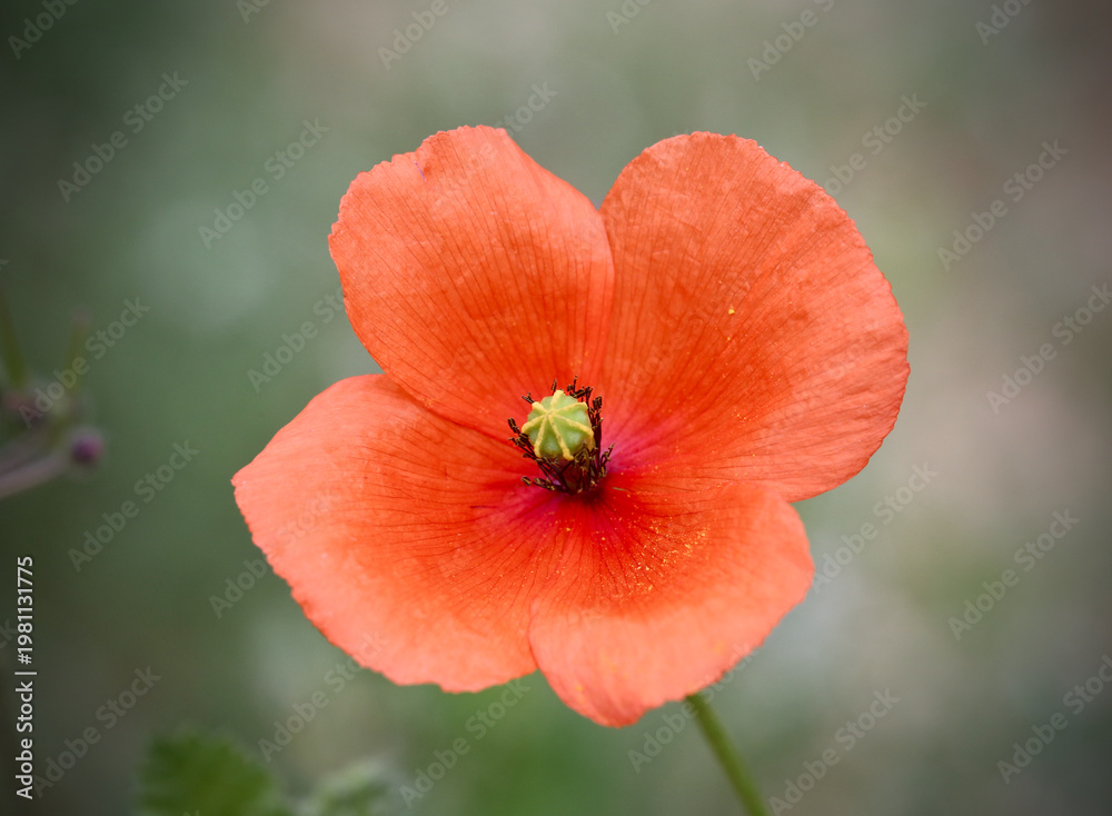 Fototapeta premium red poppy flower in field