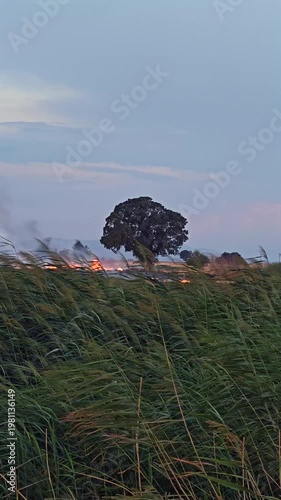 Ground Level View of Stubble Burning Fire Behind Windblown Grass in Rural Farmland
