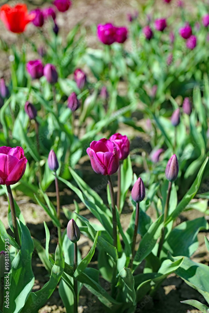 Fototapeta premium Closeup of a row of purple Tulips, Derbyshire England 