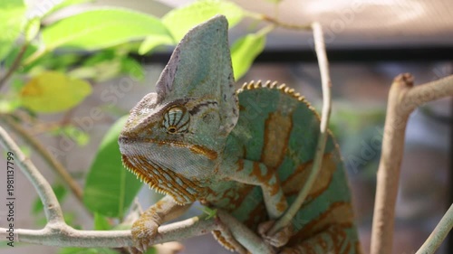 Chamaeleo calyptratus. A detailed close-up of a Veiled chameleon perched on a branch, showcasing its vibrant green and orange patterns and distinctive casque in a lush, naturalistic habitat
