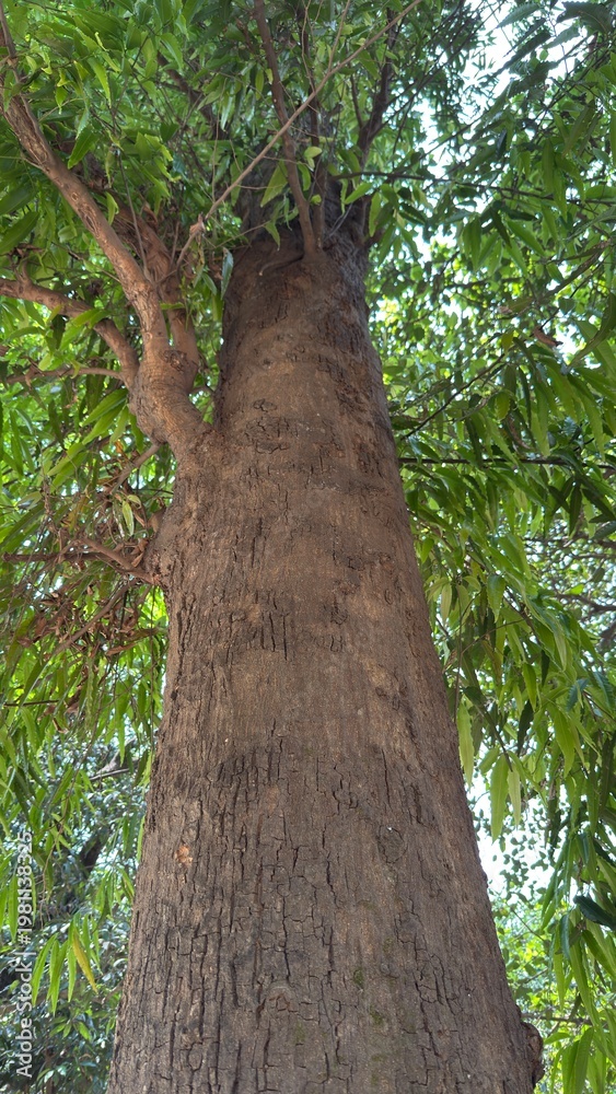 Fototapeta premium A majestic tree trunk with vibrant green leaves reaching skyward showcasing natural growth and enduring strength