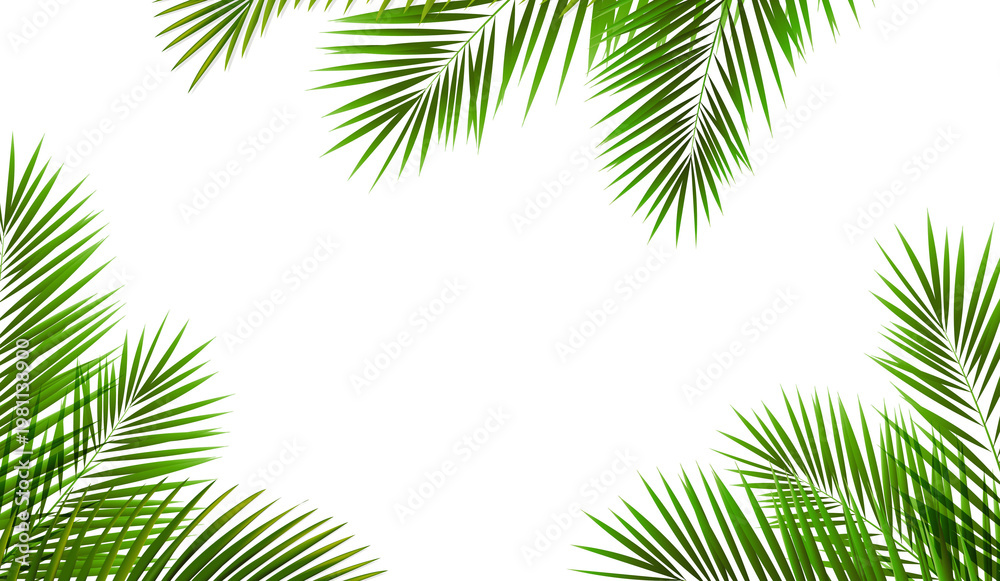 Fototapeta premium Palm Branch And Isolated White Background