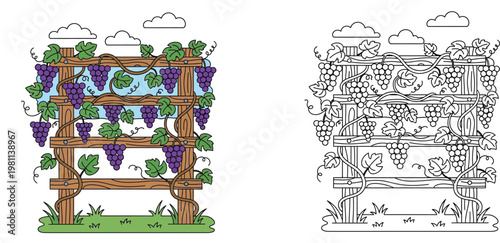 Abundant Grape Trellis Coloring Page - Vineyard Harvest Scene for Nature Enthusiasts