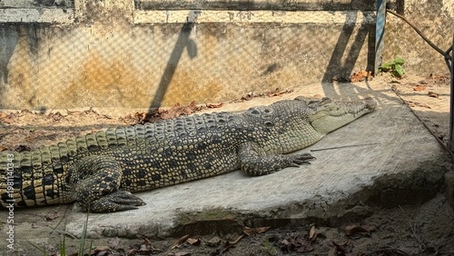 Photos Powerful estuarine crocodile basks under warm sunlight on a concrete surface, di