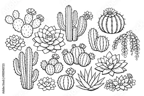 Diverse collection of desert cacti and succulent plants illustration Vector