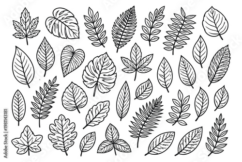 Diverse collection of illustrated leaves from various tree species Vector