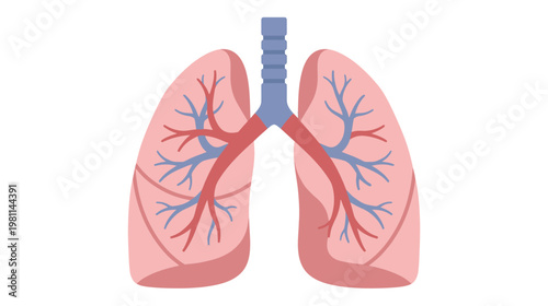 Flat vector graphic illustration of human internal organ lungs with trachea and bronchioles.