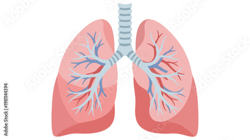 Flat vector graphic illustration of human internal organ lungs with trachea and bronchioles.