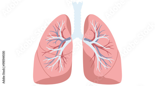 Flat vector graphic illustration of human internal organ lungs with trachea and bronchioles.