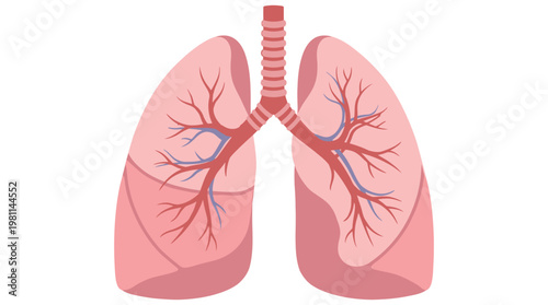 Flat vector graphic illustration of human internal organ lungs with trachea and bronchioles.