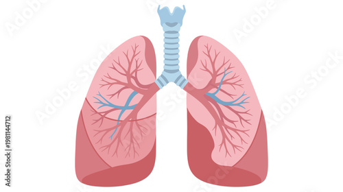 Flat vector graphic illustration of human internal organ lungs with trachea and bronchioles.