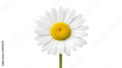 daisy isolated on white background, single daisy, white flower