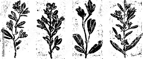 hand drawn vintage botanical illustrations of four different plant branches with leaves and flowers