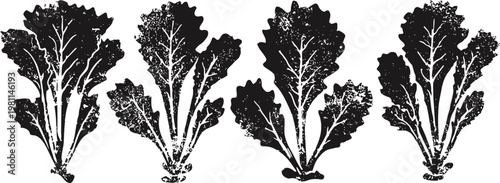 fresh green lettuce leaves set with natural texture and detail healthy vegetable, garden food ingredient