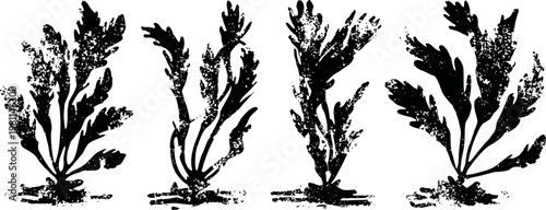 Four different aquatic plants silhouettes with detailed leaves and roots in black ink