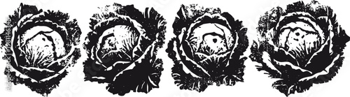 black and white floral cabbage heads pattern in vintage engraving with intricate shading