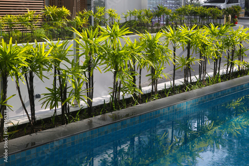 Finger Palm or Rhapis excelsa, also known as Waregu Palm -  living fence (hedge) by the pool, Thailand, October 2026