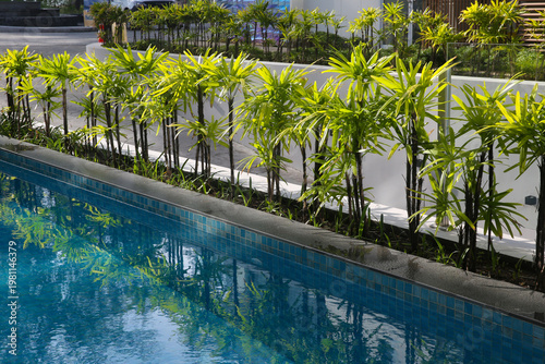 Finger Palm or Rhapis excelsa, also known as Waregu Palm -  living fence (hedge) by the pool, Thailand, October 2026