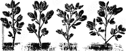 four stages of plant growth showing development from seedling to mature leafy plant in soil