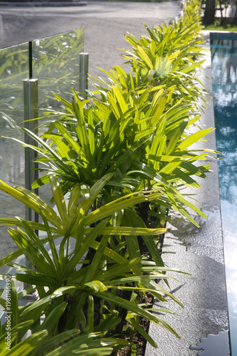 Finger Palm or Rhapis excelsa, also known as Waregu Palm -  living fence (hedge) by the pool, Thailand, October 2026