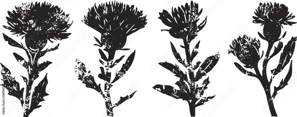 Fototapeta premium Four black silhouette thistle flowers isolated on white background, herbal plant design elements