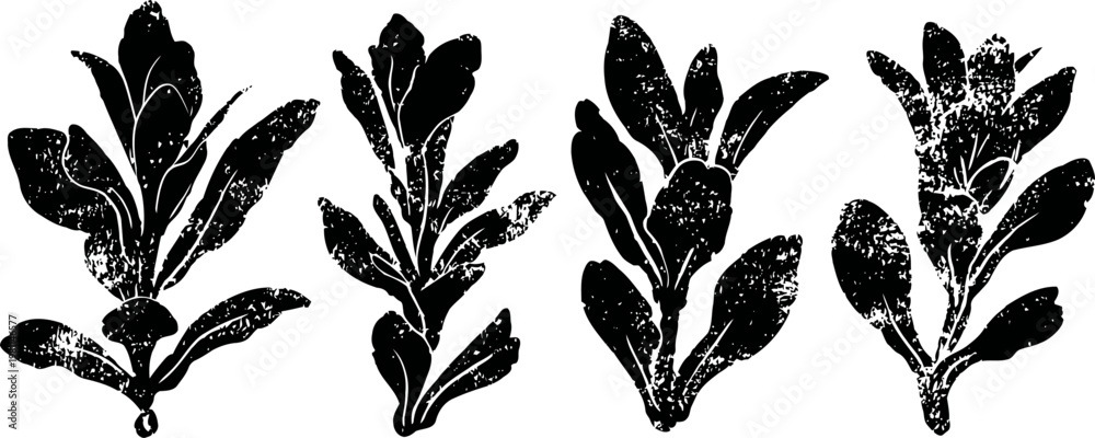 Obraz premium set of hand drawn arugula leaves illustrations in black ink botanical