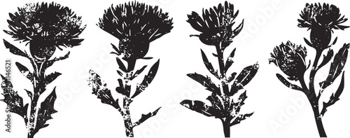Four black silhouette thistle flowers isolated on white background, herbal plant design elements