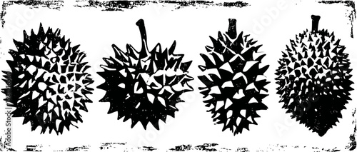 Four spiky durian fruits illustration with stems tropical exotic fruit drawing, prickly peel texture