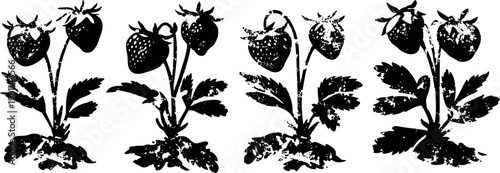 black silhouette of strawberry plants with leaves and multiple ripe berries on stems