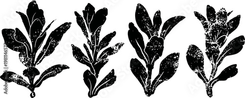 set of hand drawn arugula leaves illustrations in black ink botanical