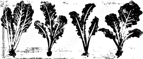 Vintage black and white illustration of mustard green leaves and stems, botanical engraving