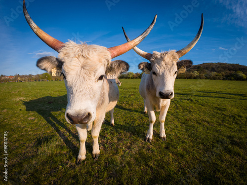 Bild auf Leinwand a cow with a white fur and a brown collar in the meadow, close up, horn, horns, in the field, farm