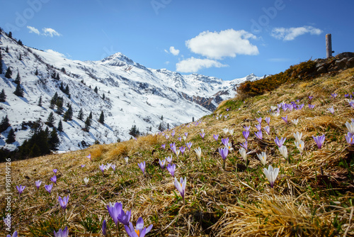 Farbenfrohe Krokusblühte in den österreichischen Bergen