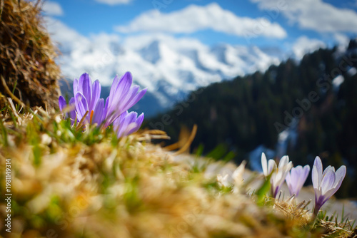 Farbenfrohe Krokusblühte in den österreichischen Bergen