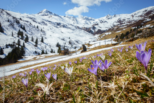 Farbenfrohe Krokusblühte in den österreichischen Bergen