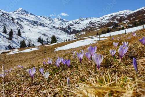Farbenfrohe Krokusblühte in den österreichischen Bergen