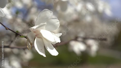 Close-up profile of a white magnolia blossom on a thin branch in a spring garden