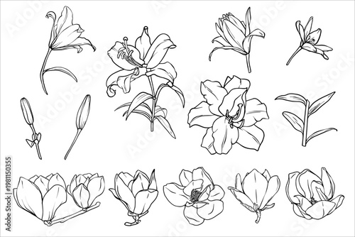 Big vector set of Lilies and Magnolia. Black and white line drawing of a magnolia and Lilies flower. Collection of Spring flowers isolated. Vector Lineart illustration of flowers. EPS10