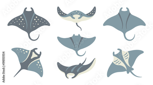 Collection of Various Manta Rays.