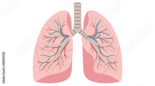 Flat vector graphic illustration of human internal organ lungs with trachea and bronchioles.