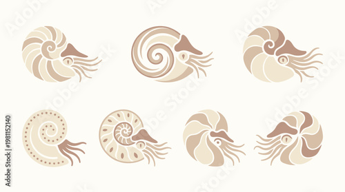 Nautilus Shell Fossil Illustrations.