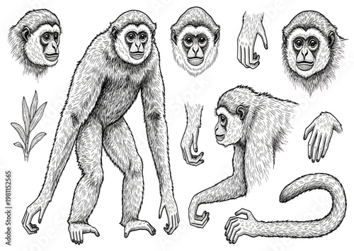Detailed anatomical study of a gibbon, showcasing various poses and features through intricate hand-drawn illustrations