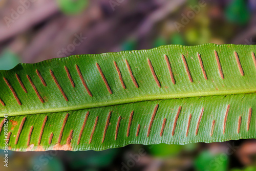 Tableau sur toile Hart’s-tongue fern (Asplenium scolopendrium) leaf underside with sori