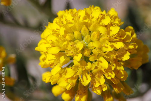 Mountain alyssum (Alyssum montanum subsp. pluscanescens) in bloom