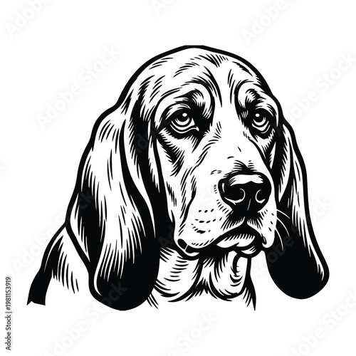 Basset Hound Dog Head Portrait Detailed Black and White Ink Sketch Style Isolated on White Background