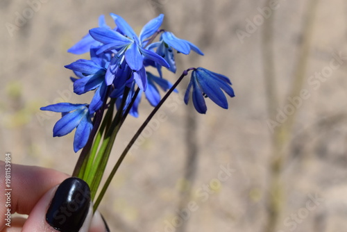 Фотография Blue scilla flowers bouquet held by female hand with black manicure outdoors