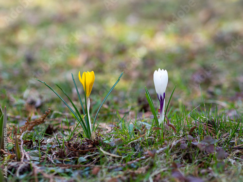 Two crocus flowers, one yellow and one white with purple accents, blooming side by side in early spring grass. The delicate flowers symbolize contrast, harmony, and human relationships