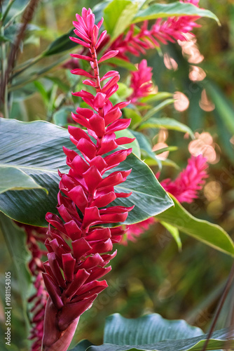 Fleur exotique, Gingembre (Zingibéracées) Panama